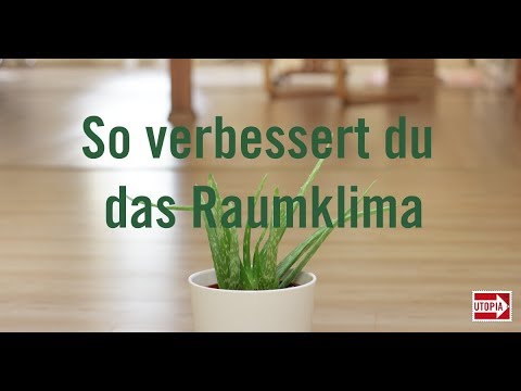 Schimmel entfernen und vorbeugen – Tipps und Ratgeber